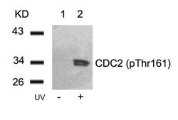 CDC2/CDK1, p Thr161 Antibody, Novus Biologicals 0.025 mL; Unconjugated:Antibodies,